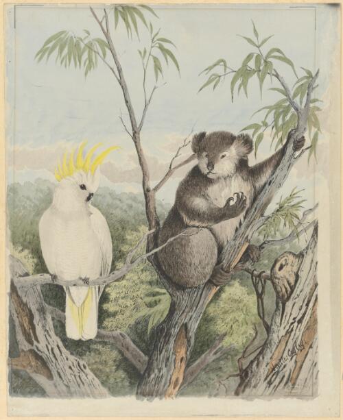 White cockatoo and native bear [picture] / Neville Cayley