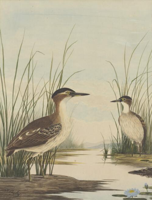 Night heron [picture] / N. Cayley