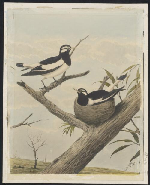 Magpie lark [picture] / Neville Cayley