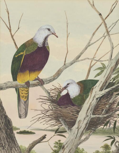 Purple-breasted fruit pigeon [picture] / Neville Cayley