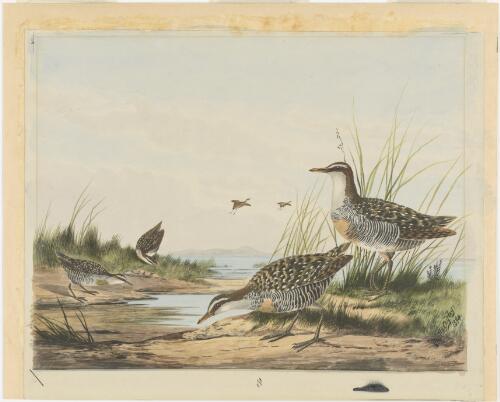 Buff-banded rail, 1894 [picture] / Neville Cayley