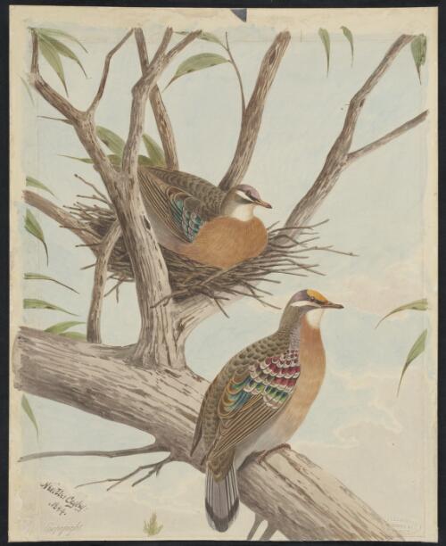 Bronzewing [picture] / Neville Cayley
