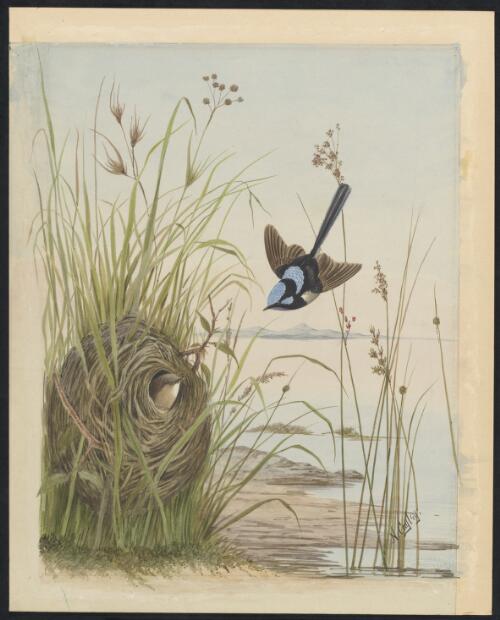 Blue wren [picture] / Neville Cayley