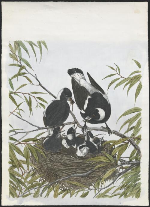 [Magpies feeding young] [picture] / Neville Cayley