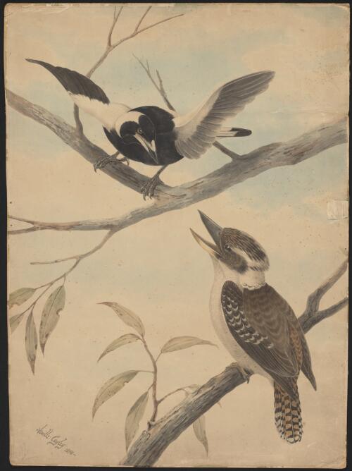 [Magpie and kookaburra] [picture] / Neville Cayley