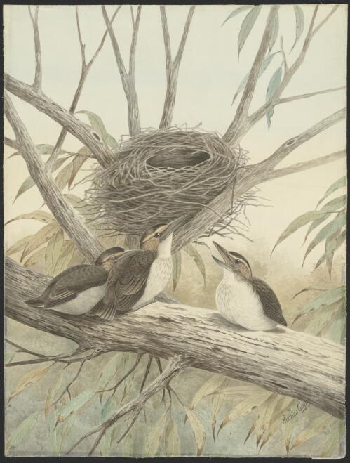 Young butcherbirds and nest [picture] / Neville Cayley
