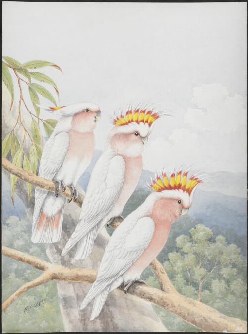 Pink cockatoo (Lophocroa leadbeateri) [picture] / N.W. Cayley