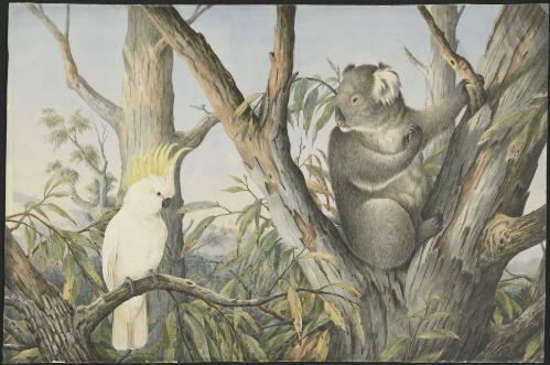 Cockatoo and koala [picture] / Neville Cayley