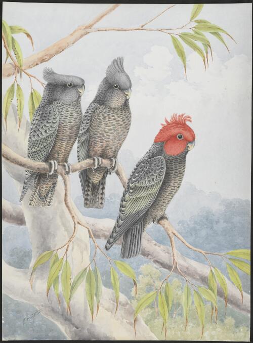 Gang-gang cockatoo (Callocorydon fimbriatus) [picture] / N.W. Cayley