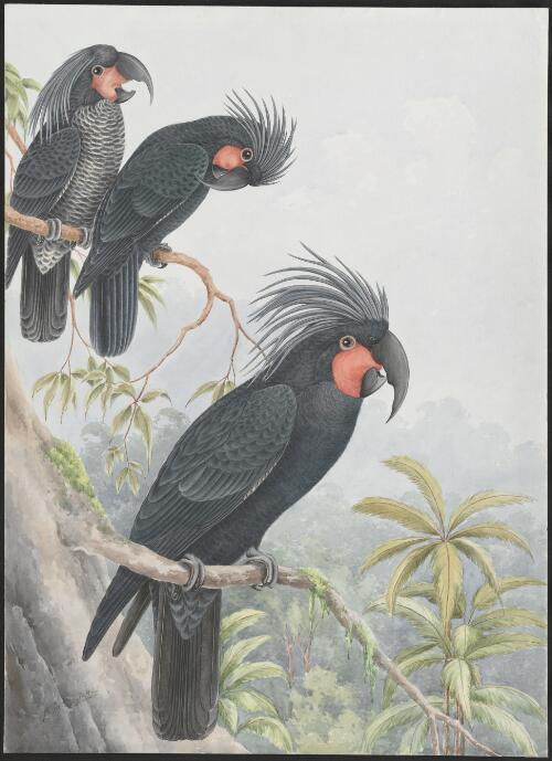 Palm cockatoo (Probosciger atterimus) [picture] / N.W. Cayley
