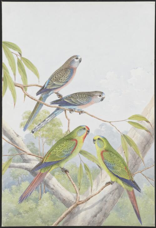 Bourke parakeet (Neopsephotus bourki), Swift parakeet (Lathamus discolor) [picture] / N.W. Cayley