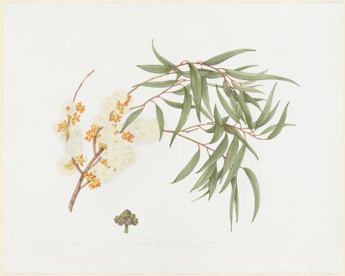 Eucalyptus pumila [picture] / Margaret Stones