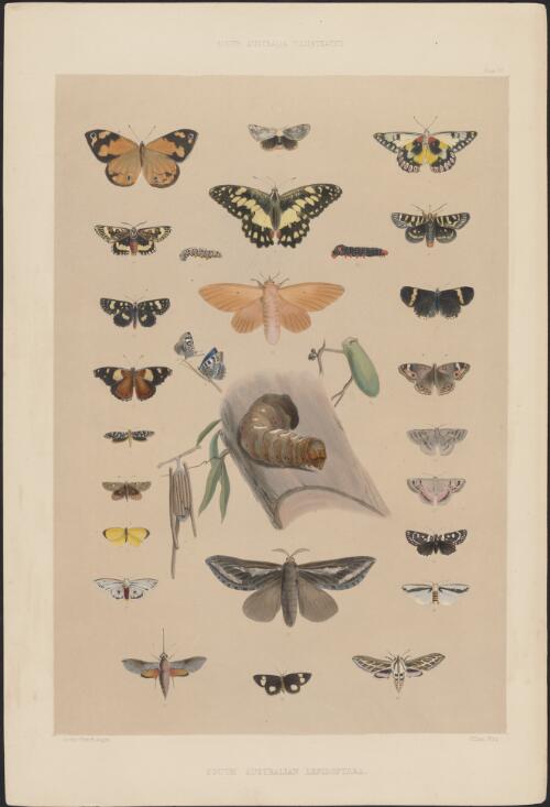 South Australian lepidoptera, 1847 [picture] / George French Angas; William Wing