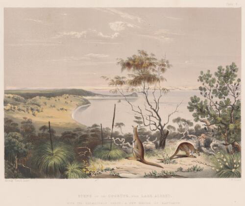 Scene on the Coorung [i.e. Coorong] near Lake Albert, with the Halmaturus greyii, a new species of kangaroo [picture] / George French Angas; J.W. Giles