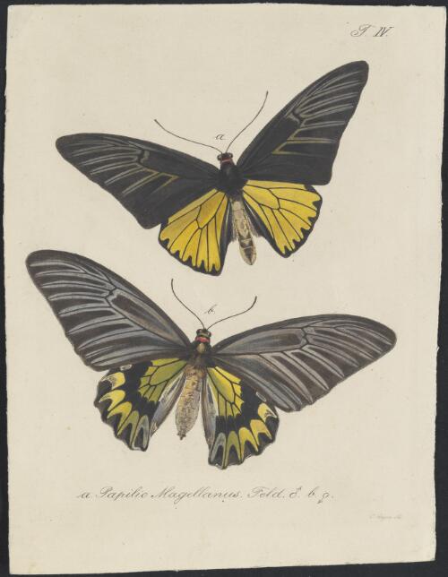 Papilio magellanus Feld [picture] / C. Geyer sc