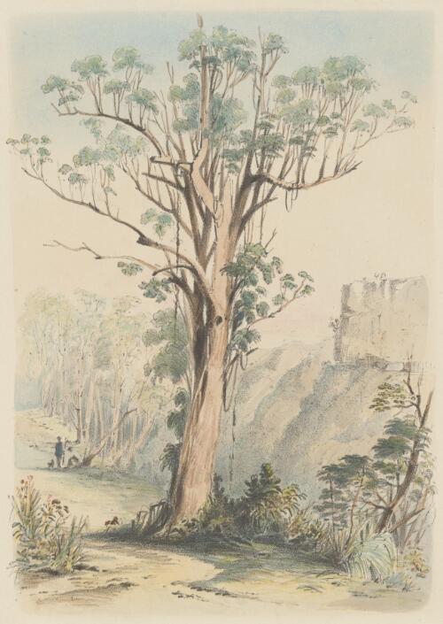 Blue gum tree, Eucalyptus [picture] / [Conrad Martens]