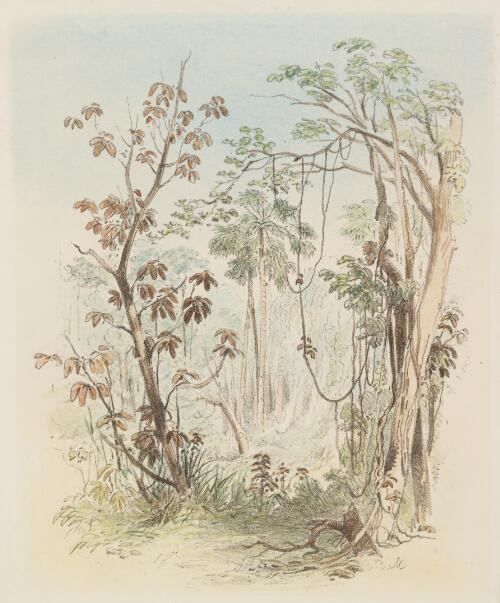 Bush scene, Illawarra, Nettle tree and Cabbage palms [picture] / C.M