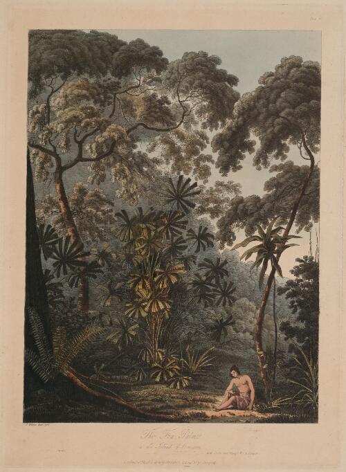 The fan palm in the island of Cracatoa [picture] / J. Webber fecit, 1788