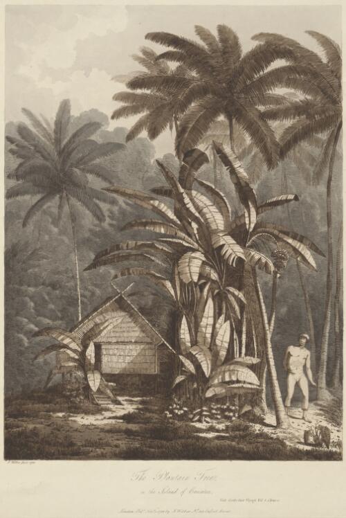 The plantain tree in the island of Cracatoa [picture] / J.Webber fecit, 1788
