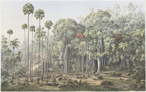 Cabbage-tree forest, American Creek, N.S.W. [picture] / Eug. v. Guerard