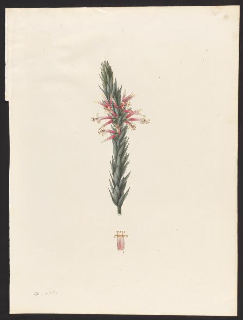 Styphelia triflora [picture] / [Johann Simon Kerner]