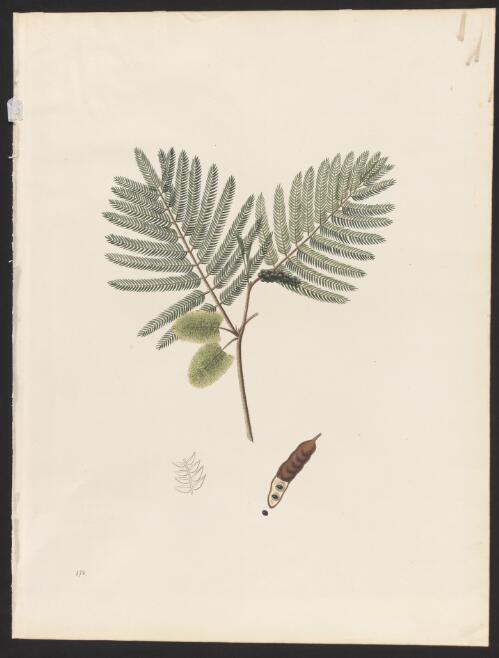 Acacia lophanta [picture] / [Johann Simon Kerner]