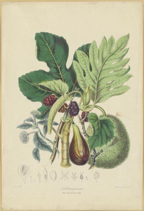 Artocarpaceae, the bread-fruit tribe [picture] / E. T. del. et zinc ; Day and Son lith