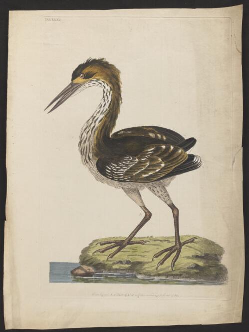 [Ardea naevia] [picture] / painted, engraved & published by J.F. Miller