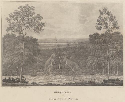 Kangaroos of New South Wales; View from Seven-Mile Hill near Newcastle, N.S.W. [picture] / Preston sc
