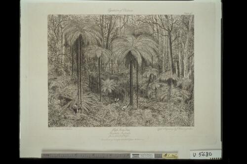 High fern trees, Alsophila australis, from 40 to 50 ft. high, Dandenong Ranges, 20 miles E. from Melbourne [picture] / effect & engraving by J. Redaway & Sons; W.v. Blandowski, Australia