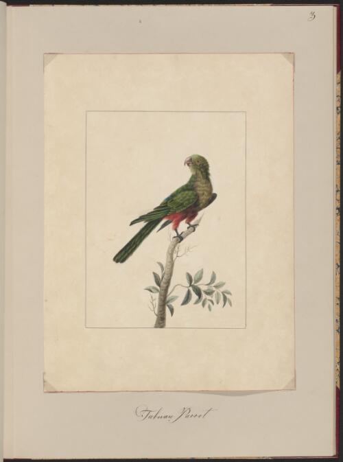 Tabuan parrot [picture] / Sarah Stone
