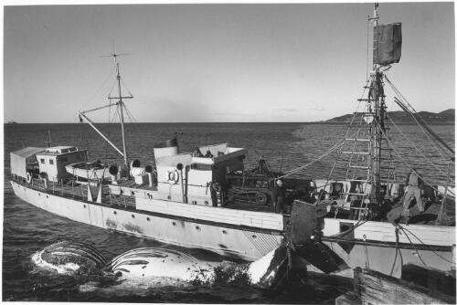 [Whaling at Byron Bay, N.S.W. ca. 1960] [picture] / Jeff Carter