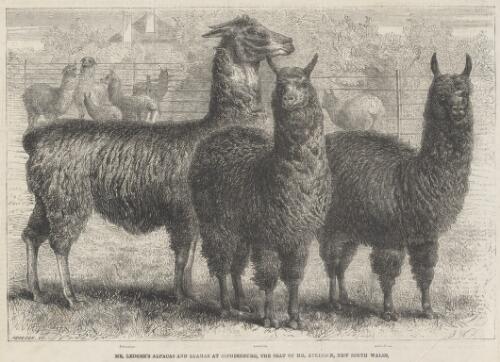 Mr. Ledger's alpacas and llamas at Sophienburg, the seat of Mr. Atkinson, New South Wales [picture] / Pearson sc.; I.W
