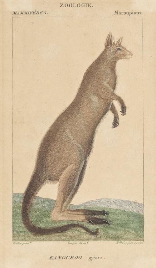 Kanguroo [i.e. kangaroo] geant [picture] / Pretre pinxt; Melle. Coignet sculpt