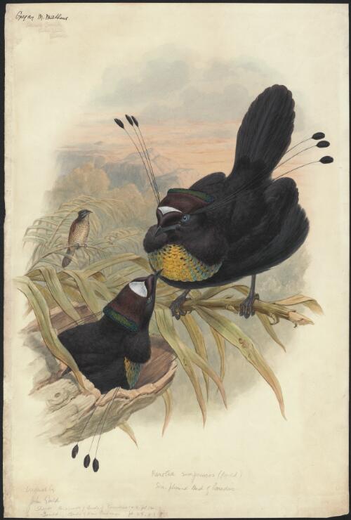 Parotia sexpennis Bodd., Six-plumed bird of paradise, original by John Gould [picture] / [William Matthew Hart]