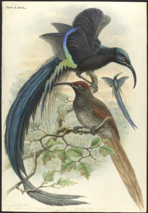 Epimachus speciosus Bodd., Great sickle-bill bird of paradise, original by John Gould but unpublished [picture] / [William Matthew Hart]