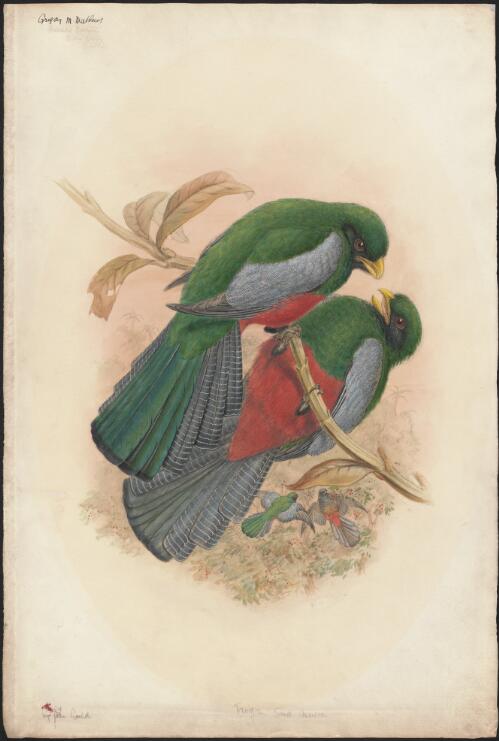 Trogon, South America, by John Gould [picture] / [William Matthew Hart]