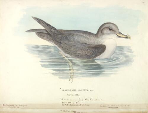 Procellaria hasitata Kuhl., Great grey tern [picture] / [J. Gould and H.C. Richter]