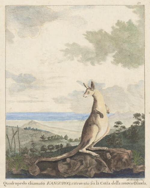 Quadrupedo chiamato kanguroo [i.e. kangaroo] ritrovato su la costa della Nuova Olanda [picture] / de Grado inc