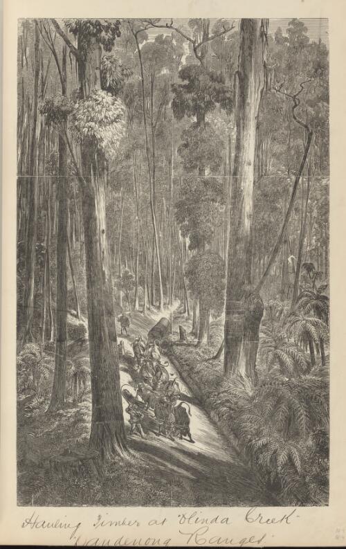 Hauling timber at Olinda Creek, Dandenong Ranges [picture] / R. Bruce sc