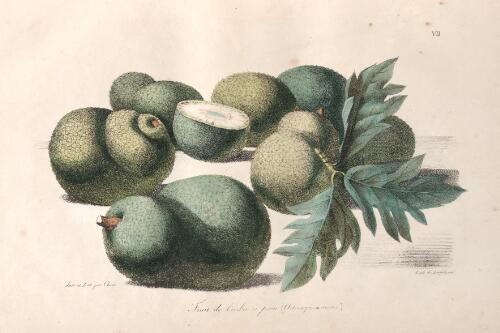 Fruit de l'arbre a pain (Artocarpus incisa) [picture] / dess. et lith. par Choris, lith. de Langlume