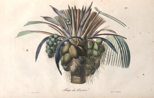 Fruit du cocotier [picture] / dess. et lith. par Choris, lith. de Langlume