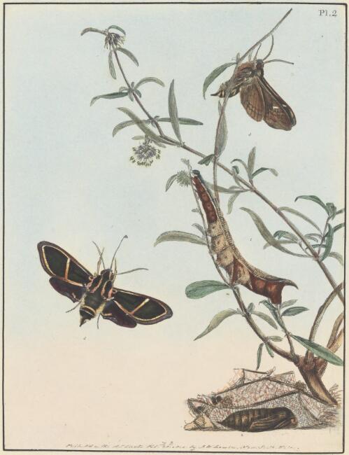 Sphinx ardenia [picture] / published as the Act directs Febry. 28th, 1804 by J.W. Lewin, New South Wales