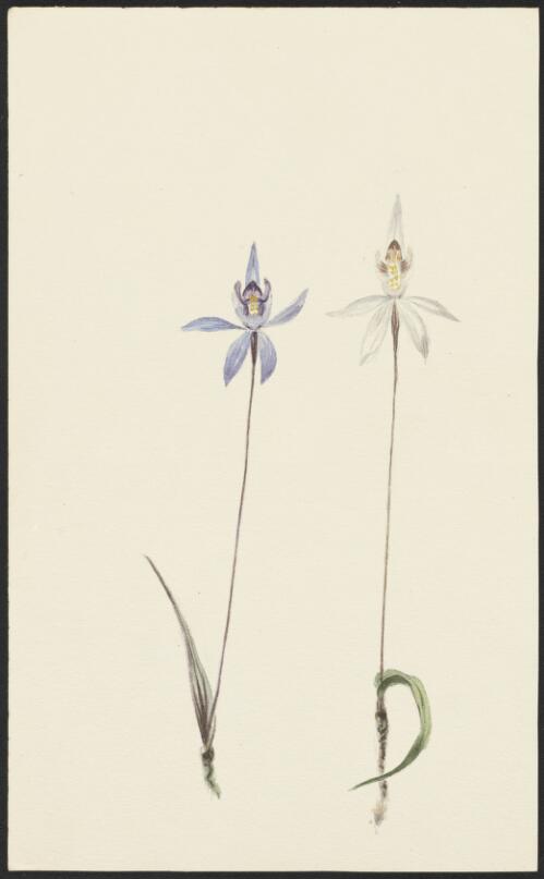 [Australian orchid] [picture]