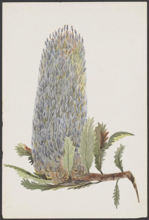 [Banksia] [picture]
