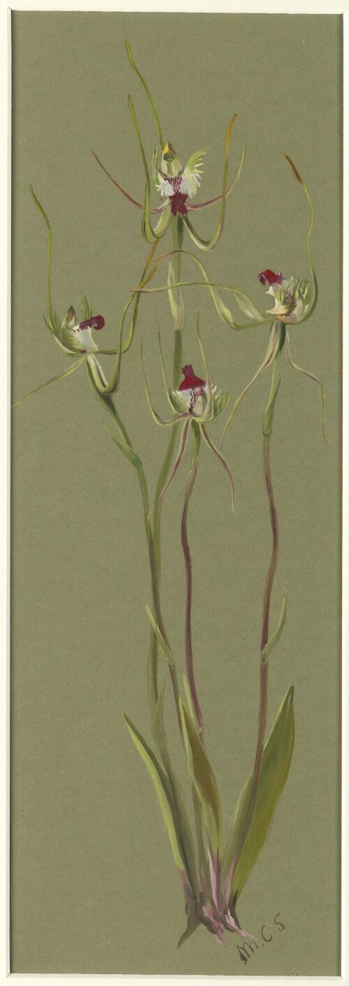 Caladenia dilatata (Spider orchid) [picture] / M.C.S