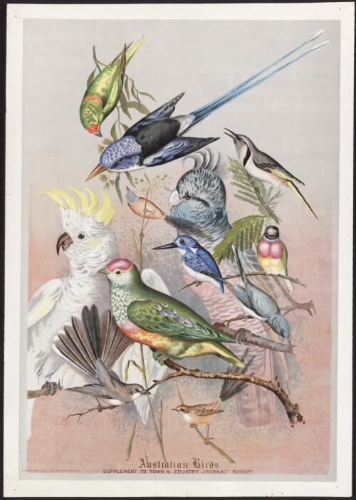 Australian birds [picture] / Ellis Rowan
