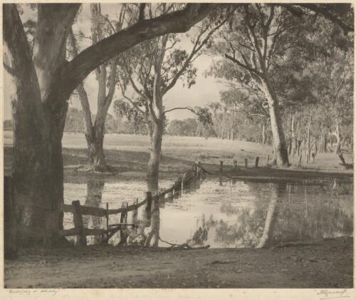 Billabong in Albury, New South Wales [picture] / H. Cazneaux