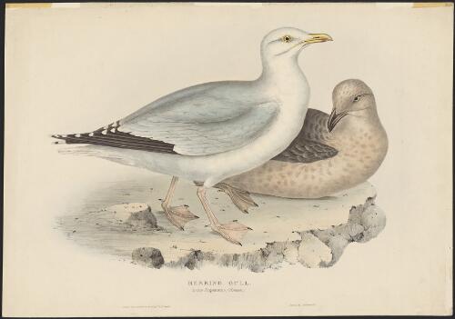Herring gull (Larus argentatus Brunn) [picture] / drawn from life and on stone by J. & E. Gould