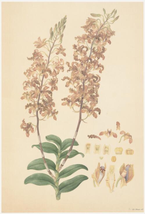 Dendrobium discolour [picture] : golden orchid / Ferd. Bauer